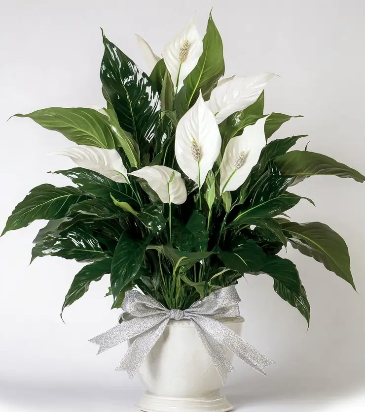 Peace Lily