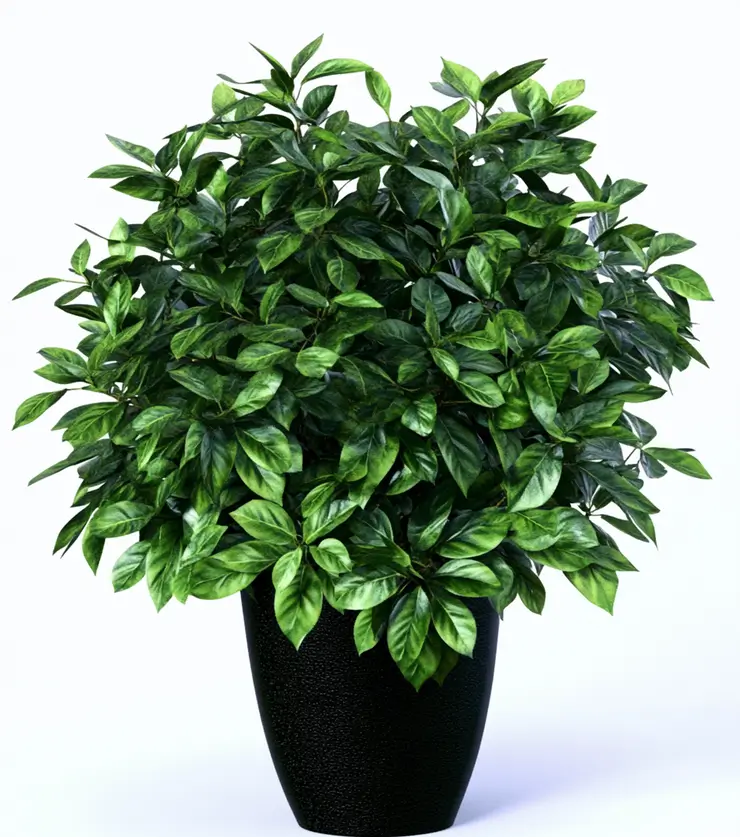 Potted Schefflera