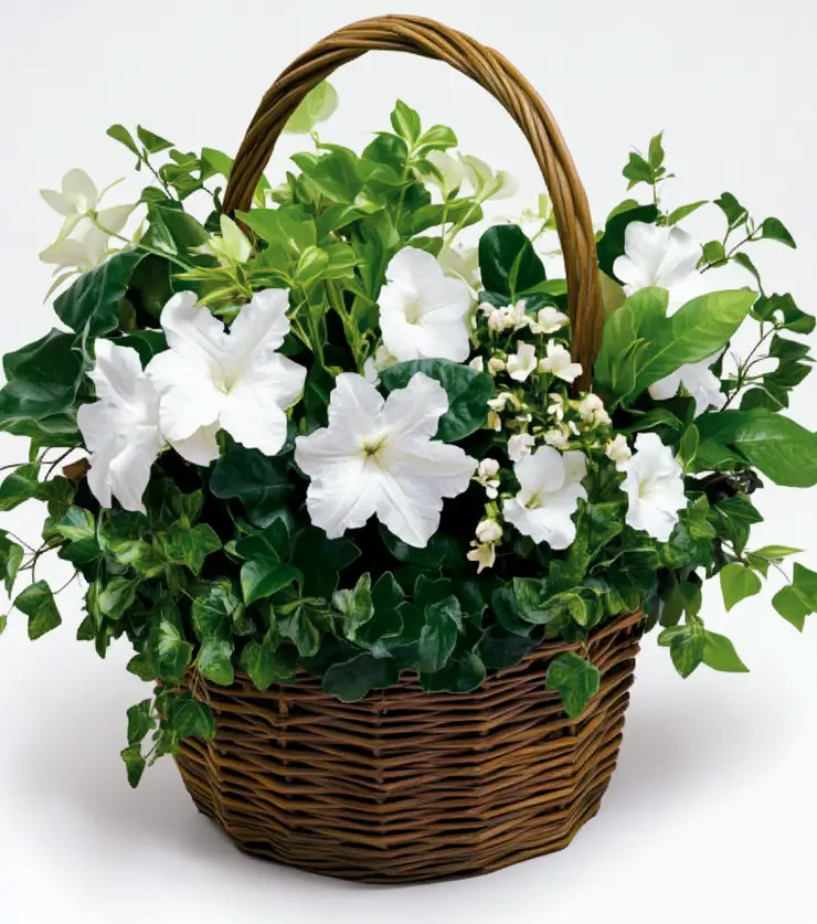 Pure White Blooms Basket